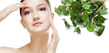 Tac Dung Rau Diep Ca